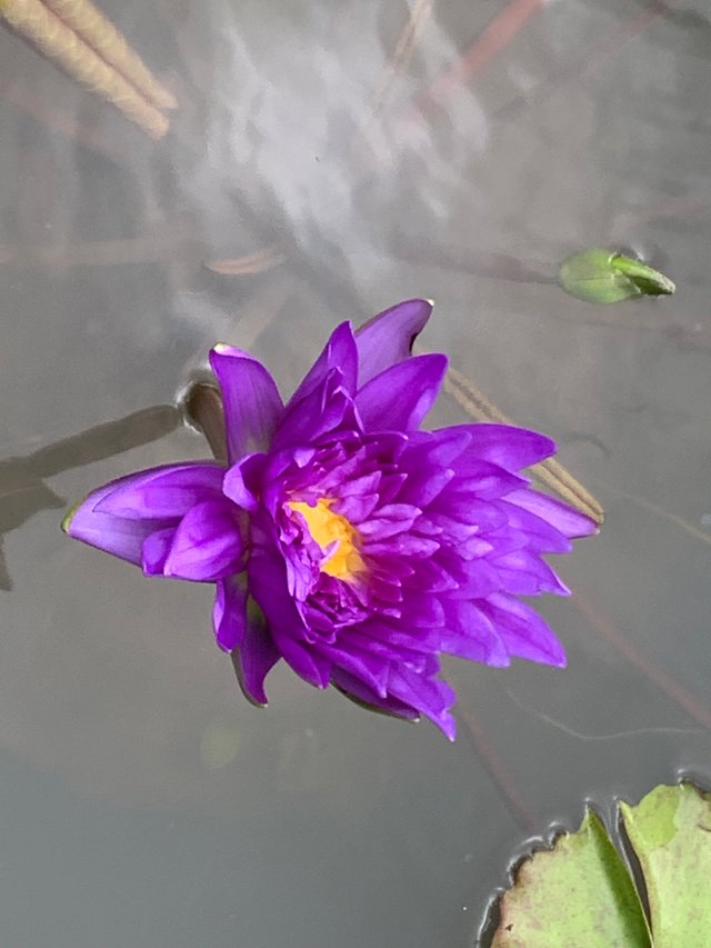 lotus flowers3.jpg