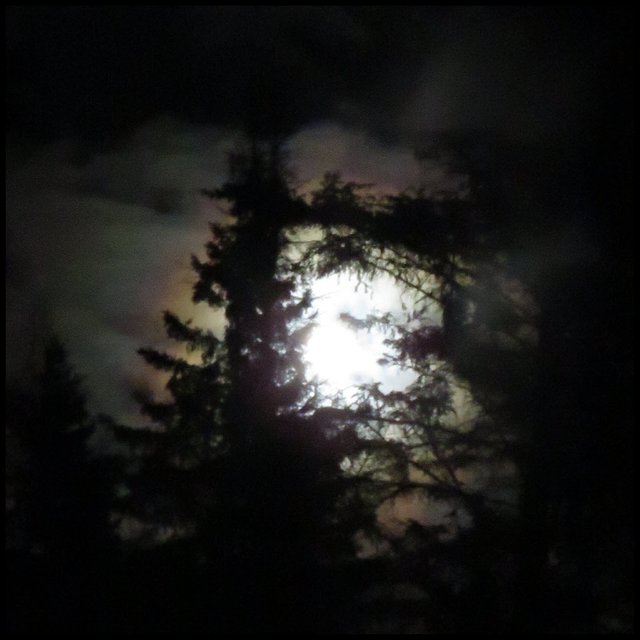 orange ring around moon shining behind tree silhouettes.JPG