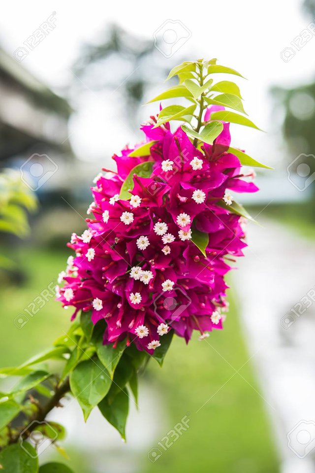 94705258-pink-bougainvillea-flower-with-leaves-.jpg