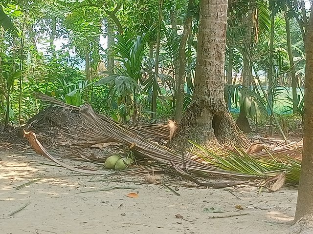 IMG20250609110221.jpg