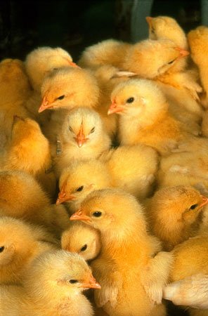 394px-More_chicks-.jpg