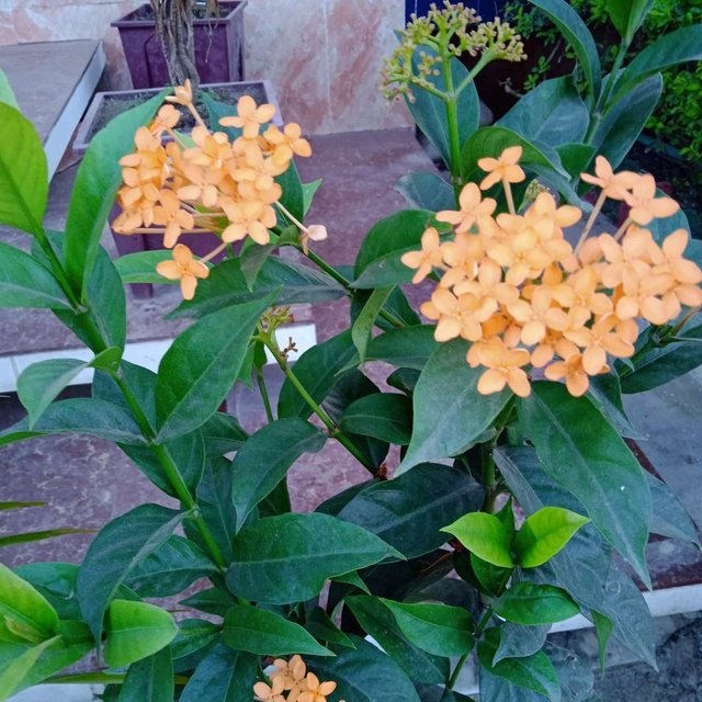 রঙ্গনফুললাল.JPEG
