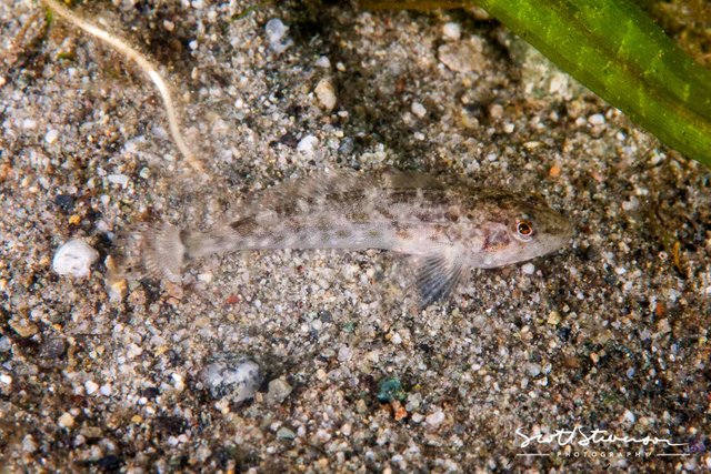 Coastrange Sculpin-1.jpg