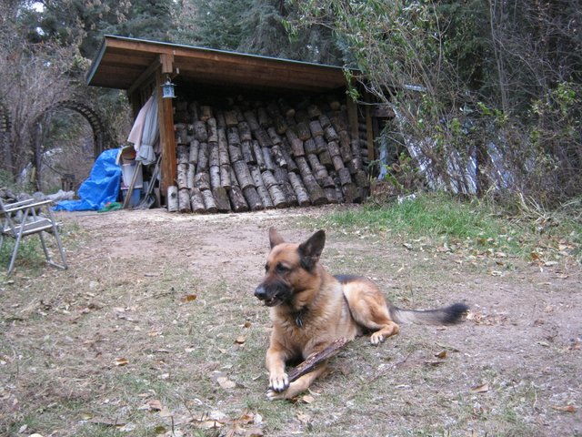 Bruno grinning by full wood shed.JPG