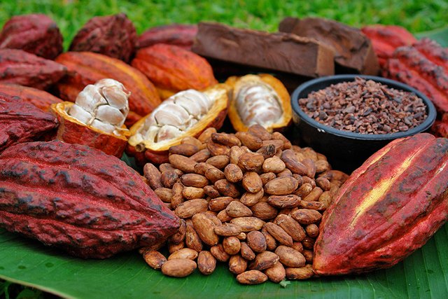 200454-cacao.jpg