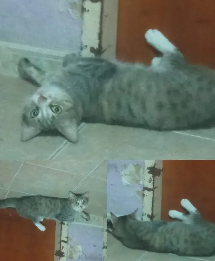 LP.PNG