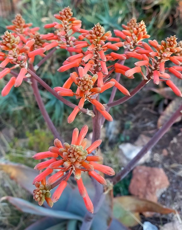 striata flowers.jpg