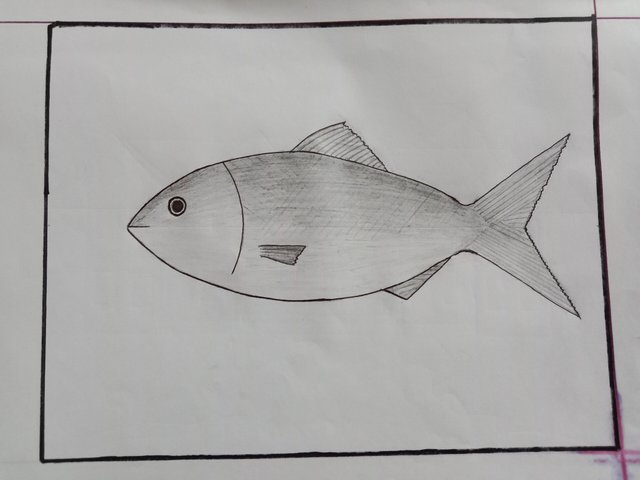 Drawing Fish – Sunnyfae-saigonsouth.com.vn
