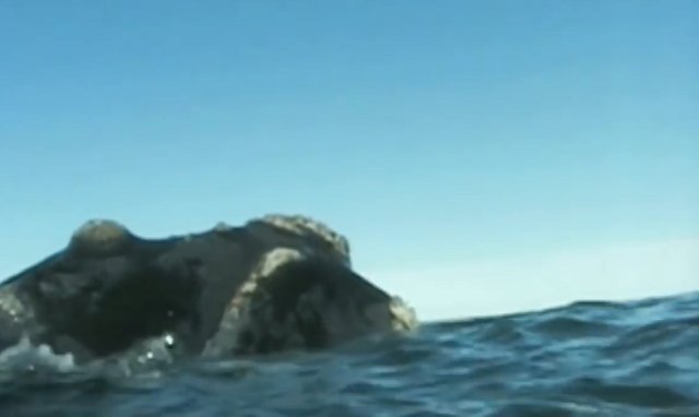 02.-Whales in Patagonia-5.jpg