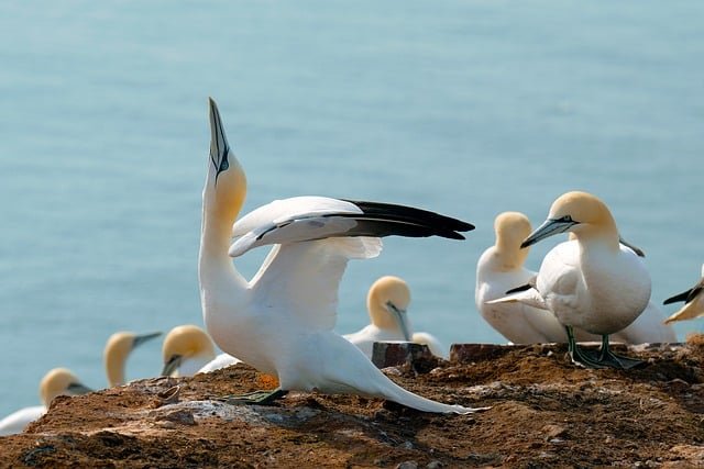 gannet-9003524_640.jpg