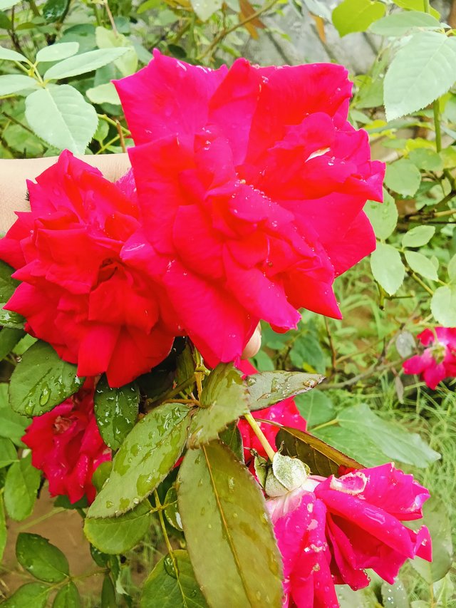 IMG-20250912-.jpg
