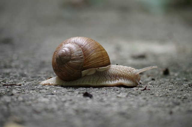 snail-1547648_1280.jpg