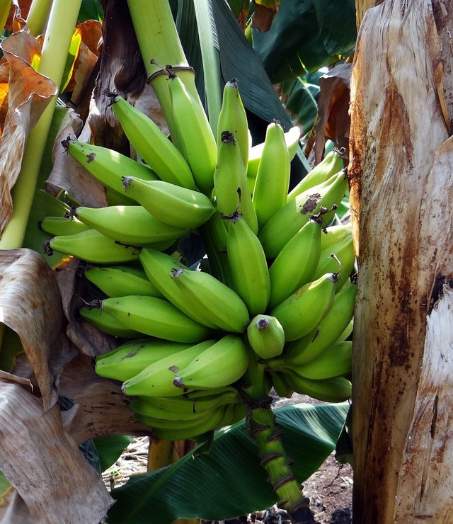 banana-321853_1280.jpg