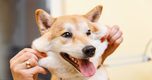 Shiba-Inu-dog-760x400.jpg