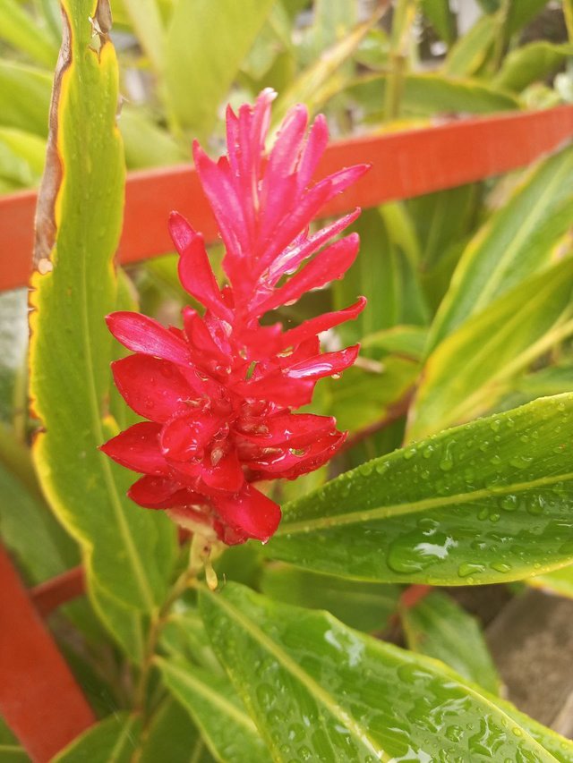 Gotas de lluvia en el lirio.jpg