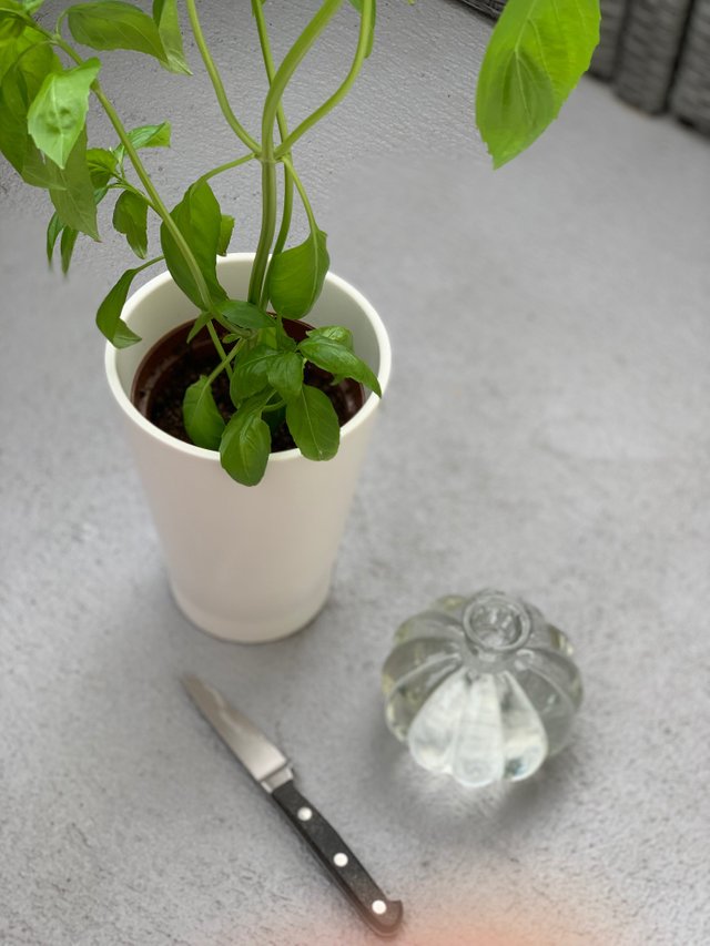 How to clone your basil it s super easy . Basil mania at home