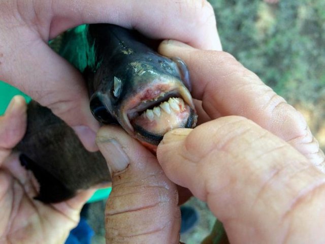 piranha_with_human_teeth_03.jpg