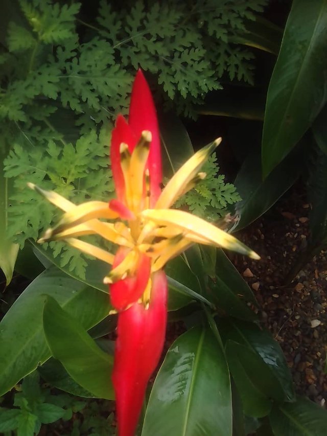 hermosa heliconias.jpg