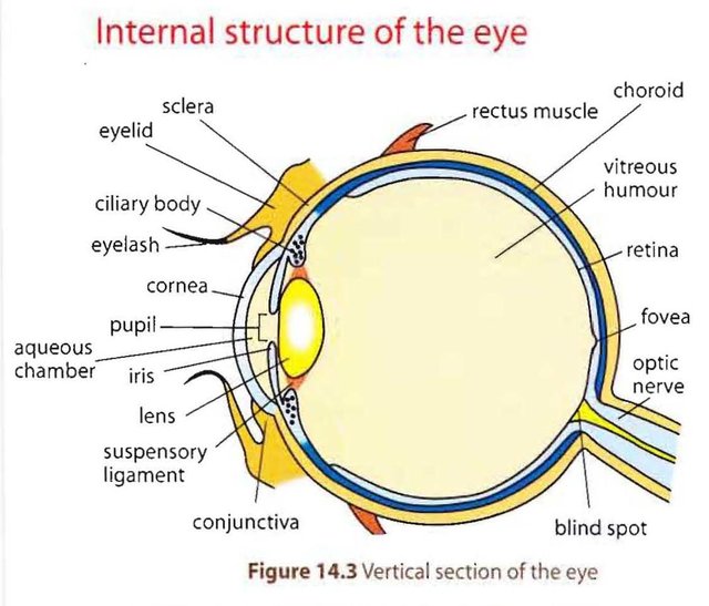 human-eye-anatomy.jpg