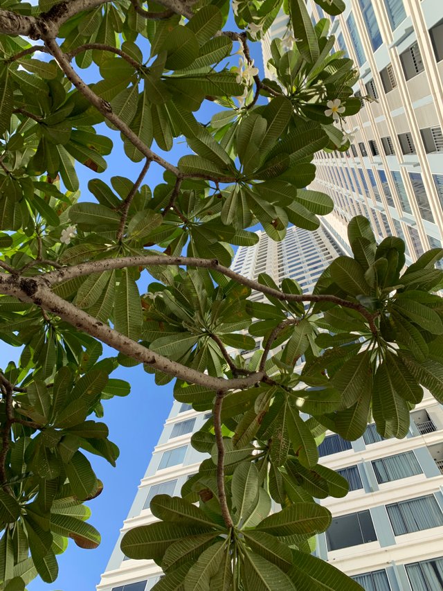 trees and buildings12.jpg