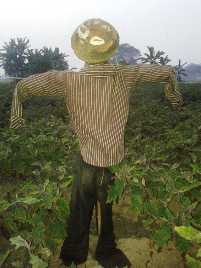 ScarecrowinBangladesh.jpg