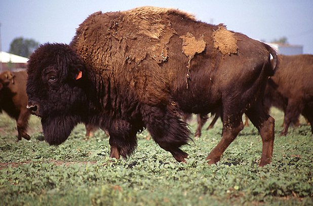 Bison herd us dept of agr public.jpg