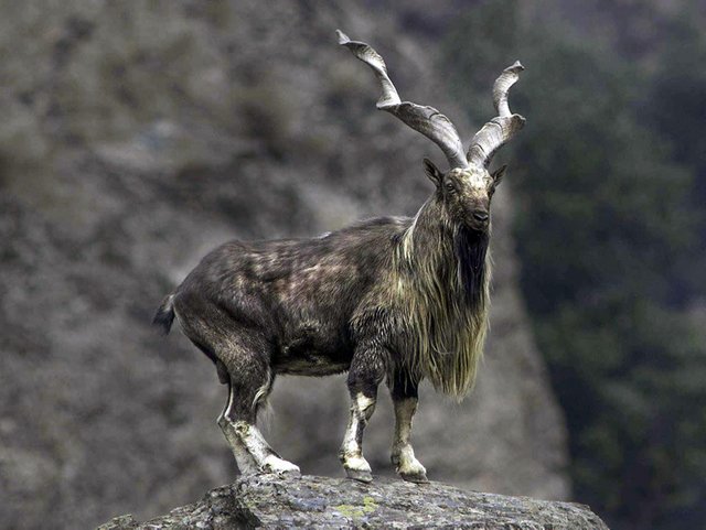 kashmir-markhor.jpg