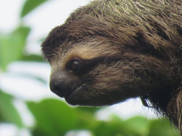 sloth close up face costa rica.jpg
