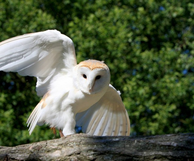 BarnOwl.jpg