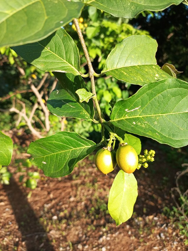 Frutas en el árbol 1.jpg