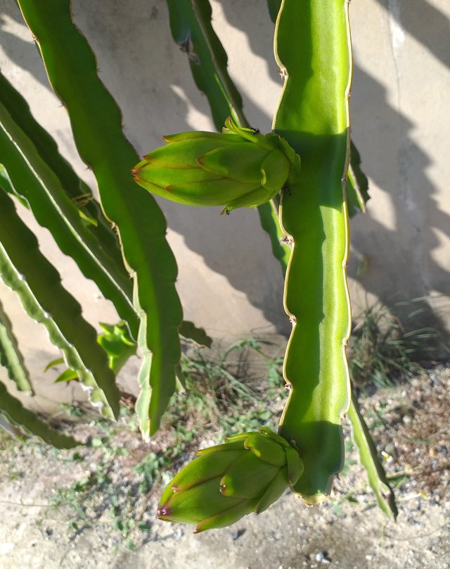 dragon fruit.jpg