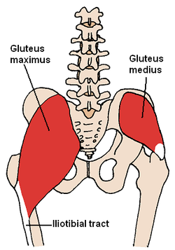 gluteus.png