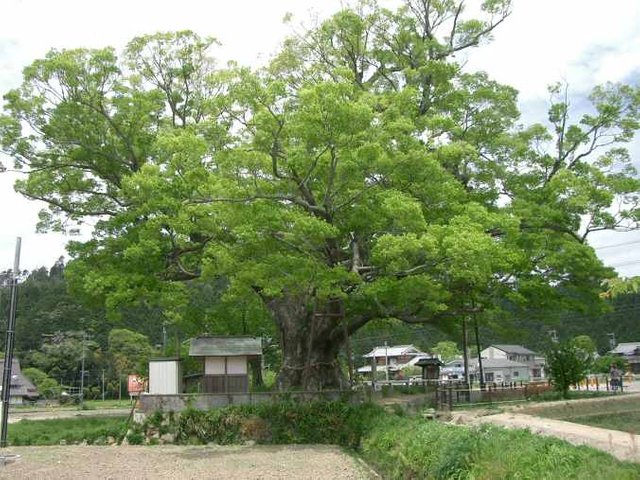 Zelkova_serrata_Noma_keyaki01.jpg