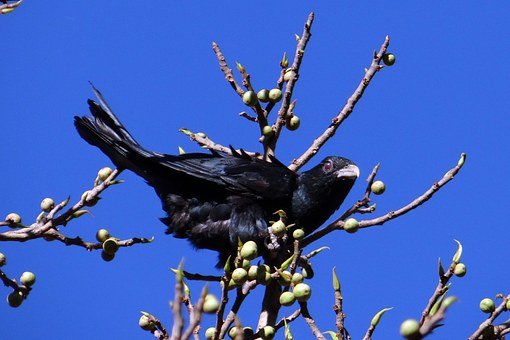 asian-koel-277546__340.jpg