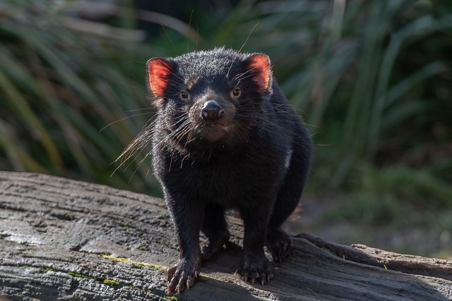 tasmanian-devil-6479685_1280.jpg