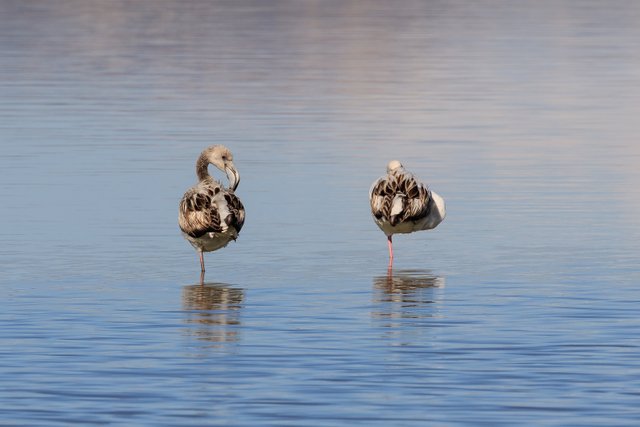 Larnaca_01-2017_img32_Salt_Lake.jpg