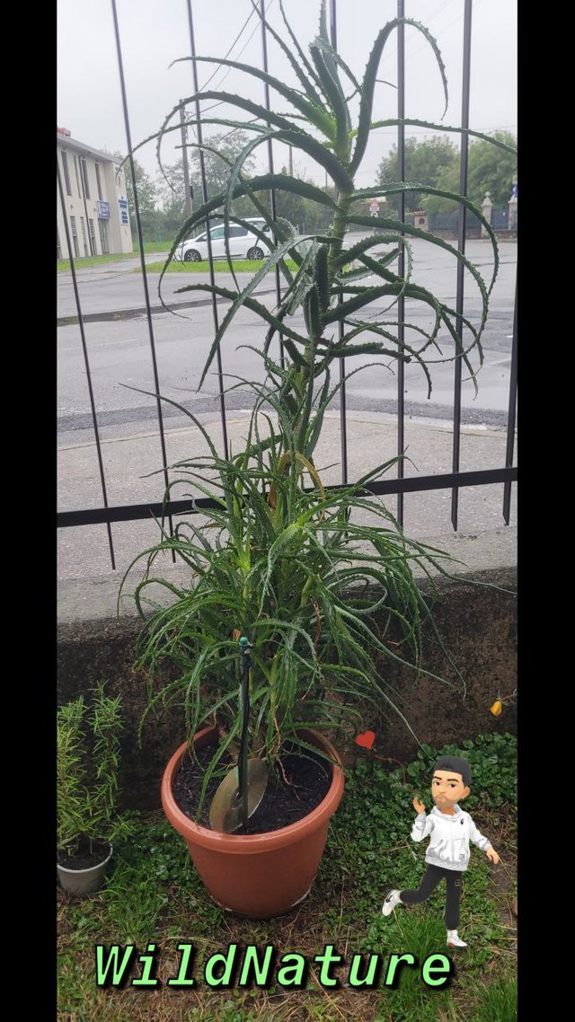 Aloe arborescens.jpg