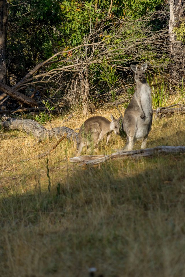 _DSC9033.jpg