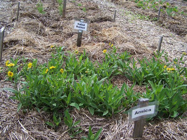 New Herb garden - Row 4 - arnica crop June 2018.jpg