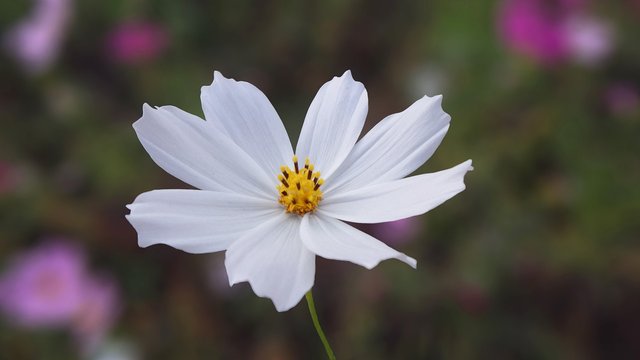 white cosmos.jpg