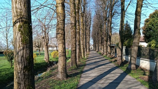 Viale.jpeg