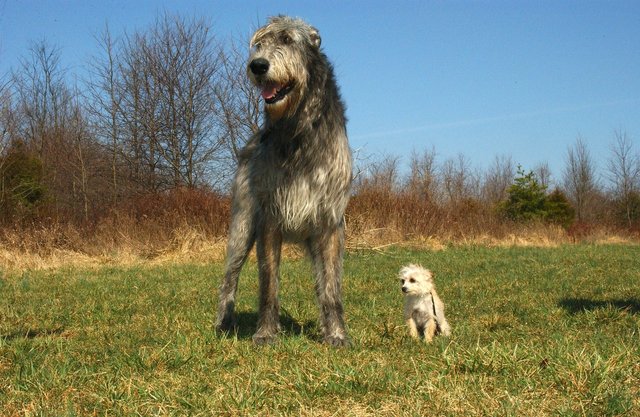 irish-wolfhound-g0380d75bc_1920.jpg