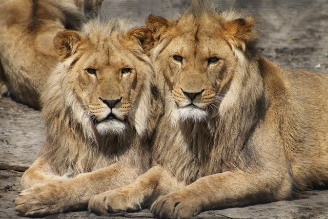 lions-1660044_1280.jpg