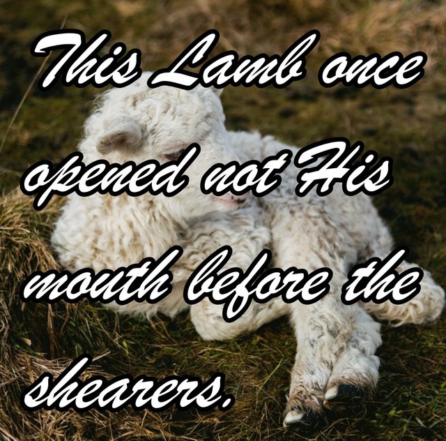 lamb.jpg