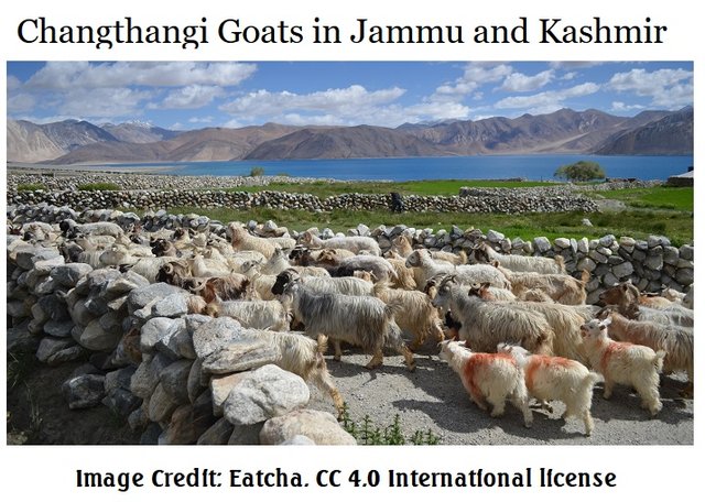 Cashmere goat Changthangi_Goats_in_Jammu_and_Kashmir  Eatcha 4.0.jpg