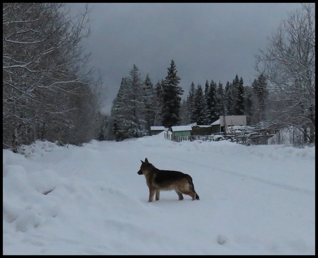 Bruno standing on road looking at snow bank background snowy trees and cloudy sky.JPG