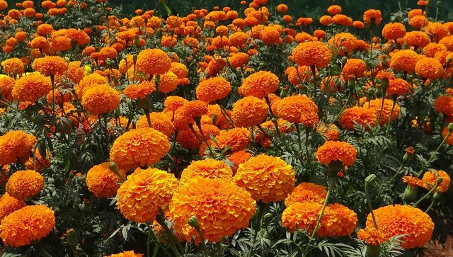 marigold-320668_1280.jpg