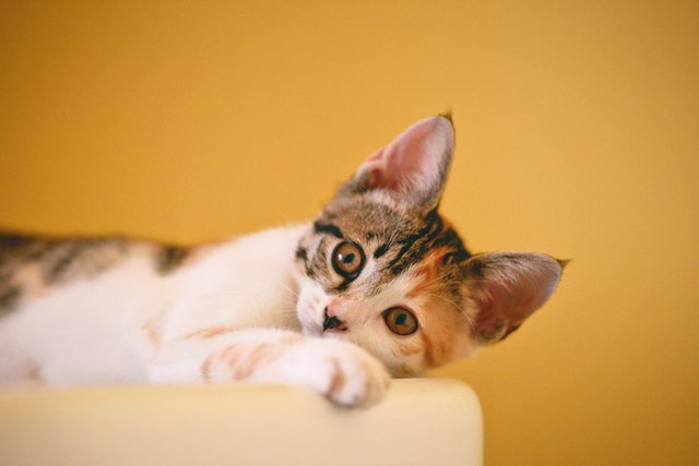 adorable-animal-cat-1404819.jpg