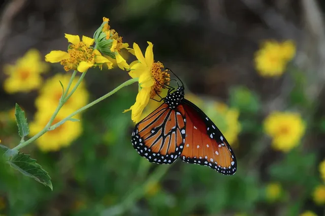 butterfly-9631721_12