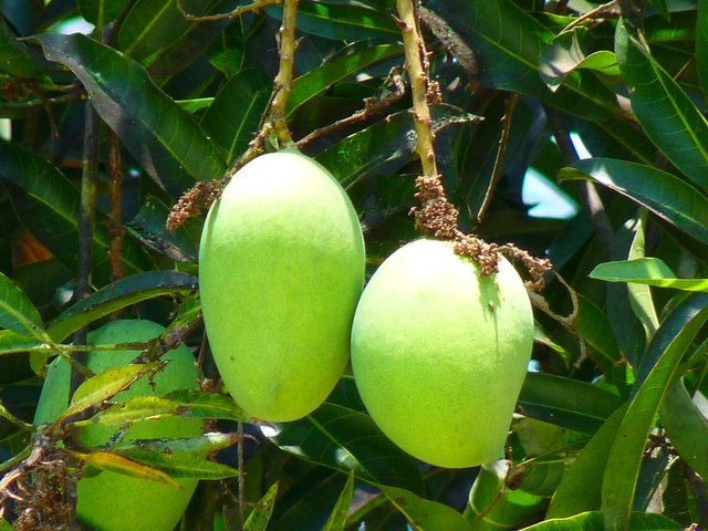 mango-g250087807_1920.jpg